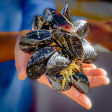 Carlsbad Mussel in hand 