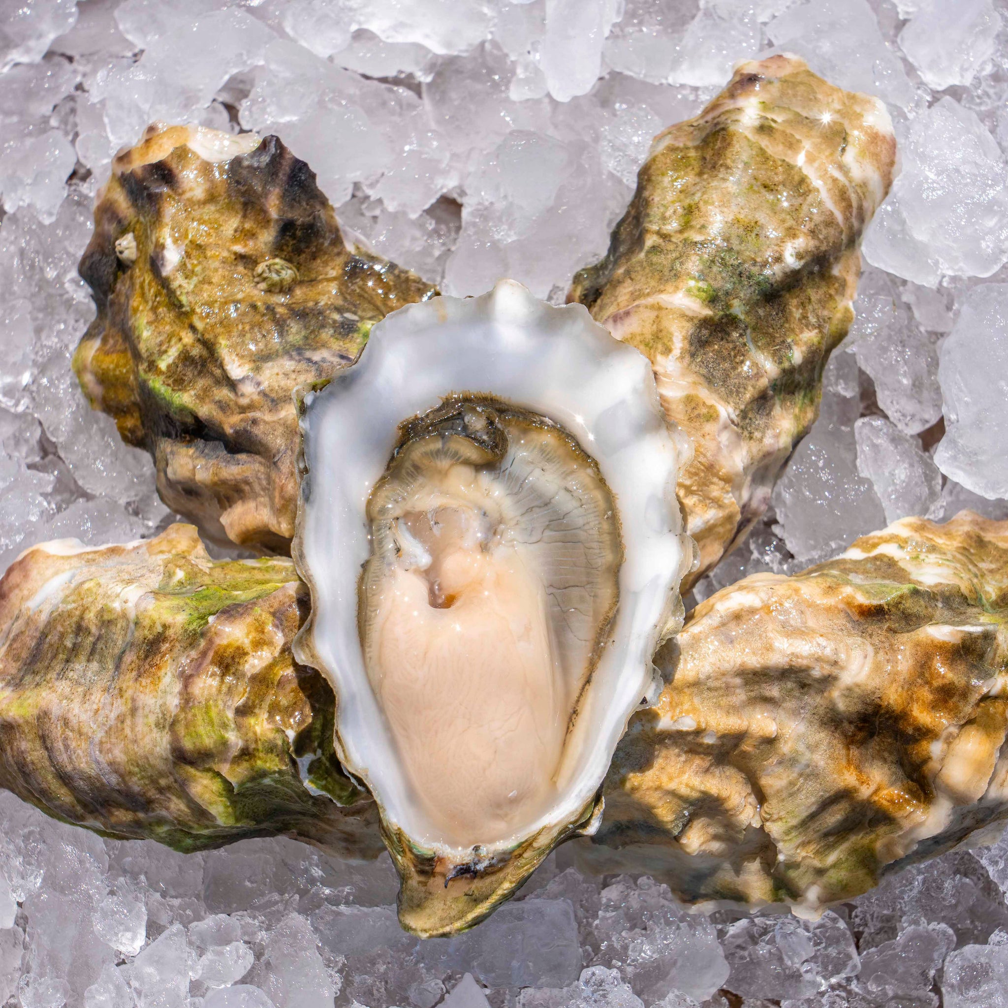 Pacific North West Oyster